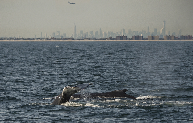 Humpback whales with New York City skyline in background ©Julie Larsen Maher